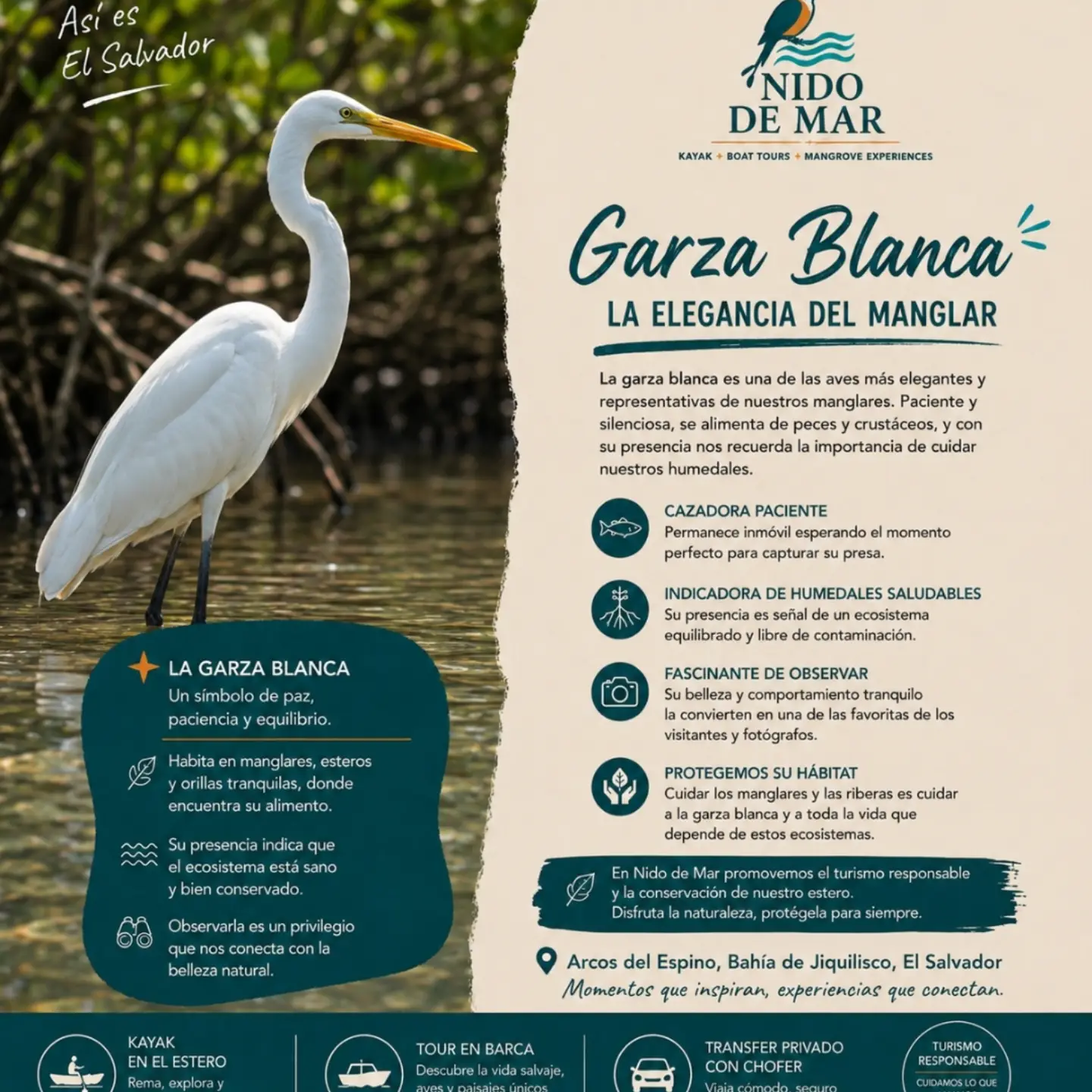La Garza Blanca — La elegancia del manglar