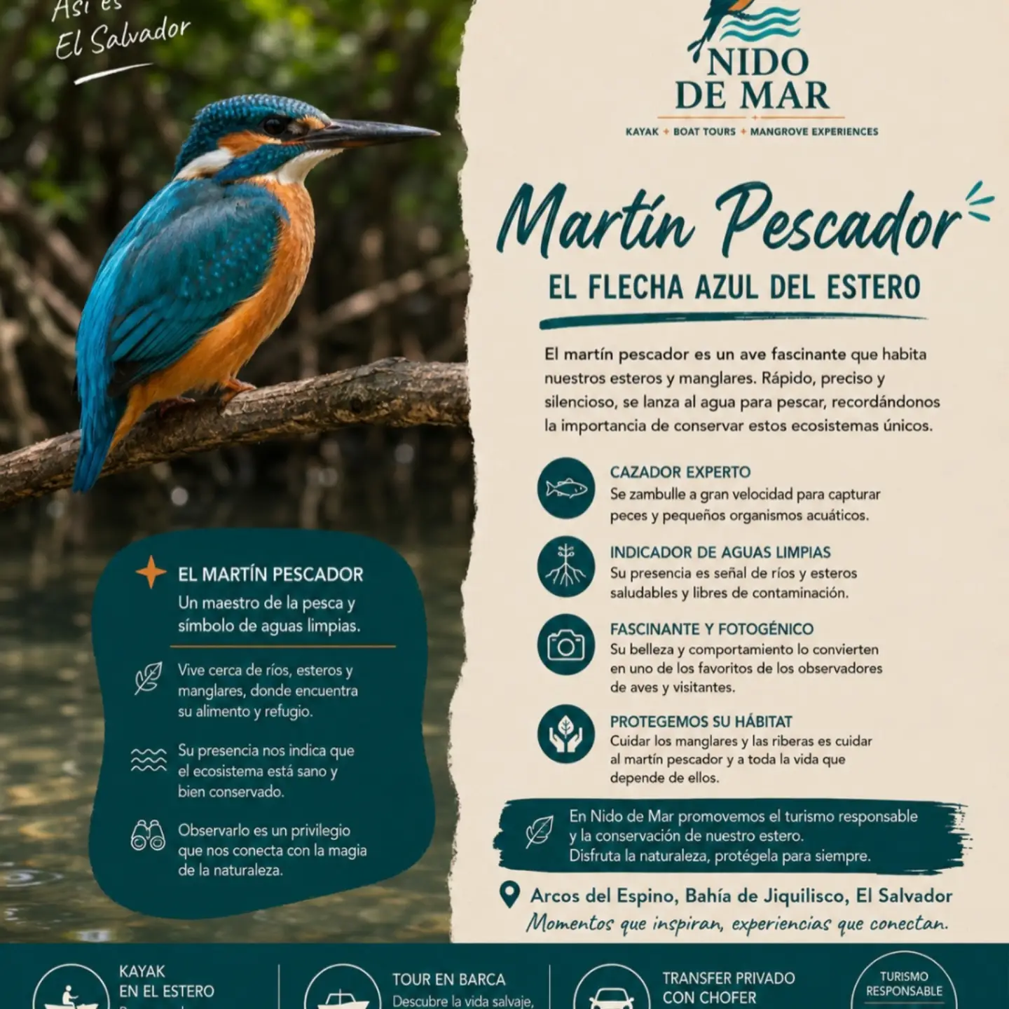 El Martín Pescador — La flecha azul del estero