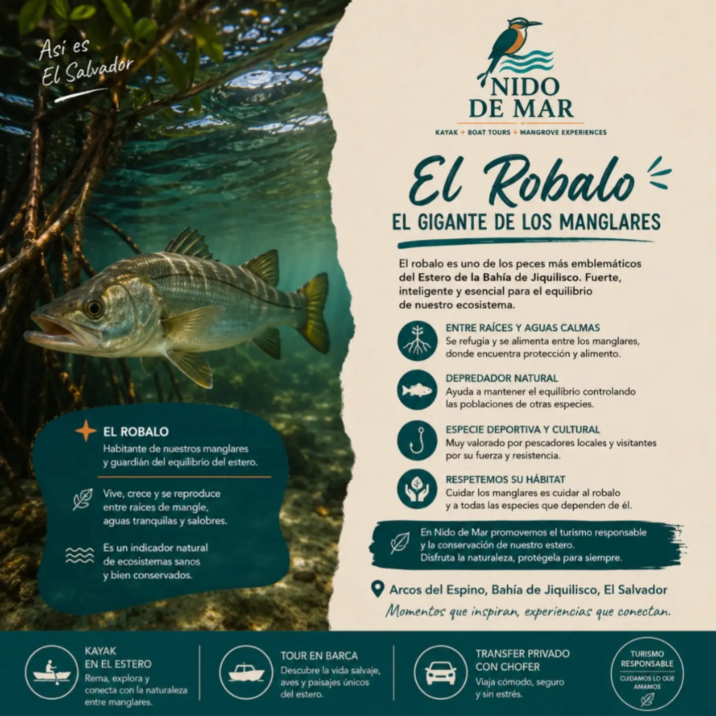 El Robalo — El gigante de los manglares