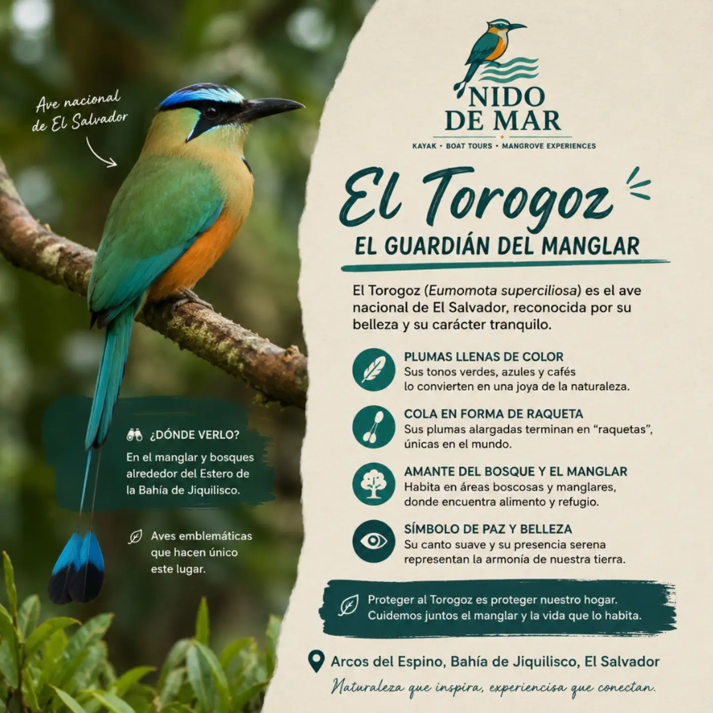 El Torogoz — El guardián del manglar