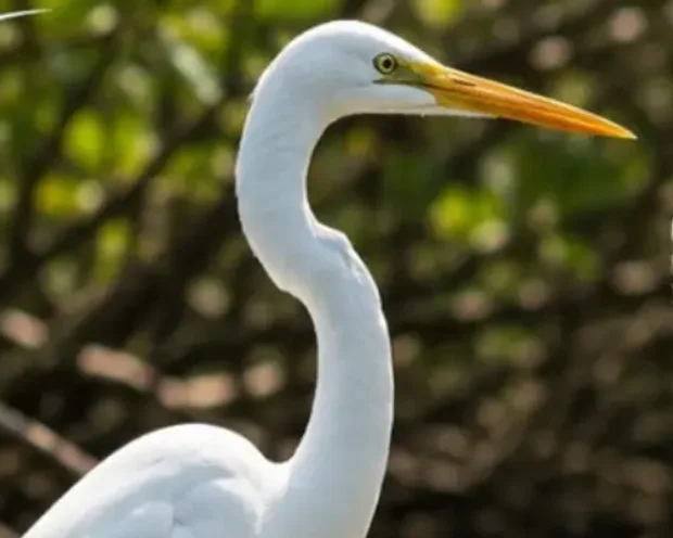 Garza Blanca