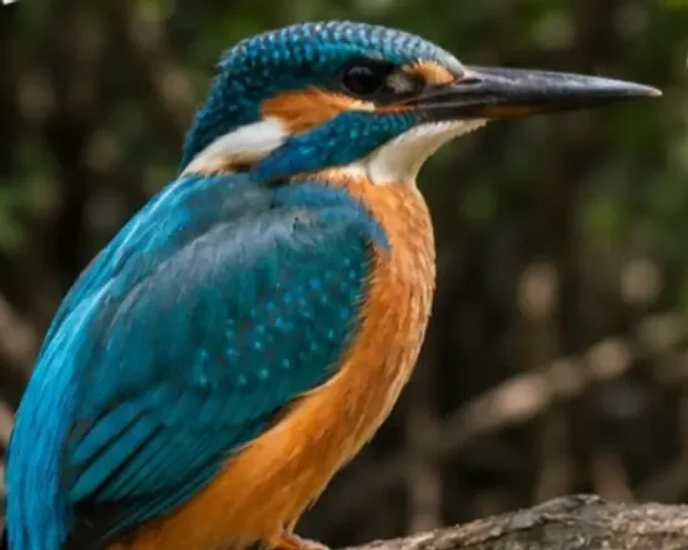 Martín Pescador